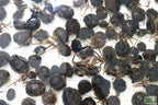 Live Red Tiger Lotus Aquarium Plant product image 19
