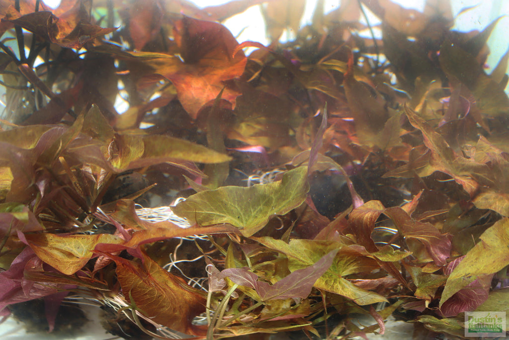 Live Red Tiger Lotus Aquarium Plant product image 20