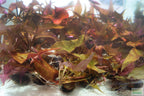 Live Red Tiger Lotus Aquarium Plant product image 21