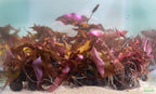 Live Red Tiger Lotus Aquarium Plant product image 22