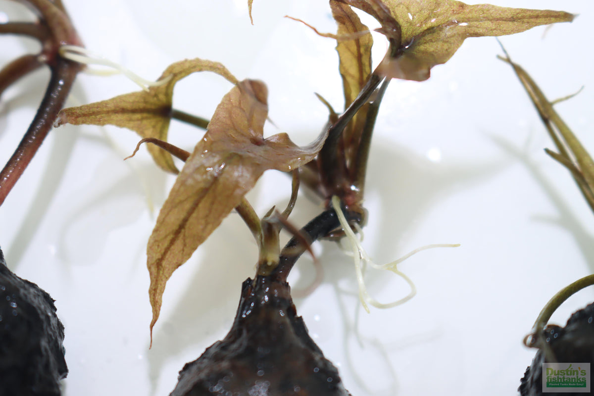 Live Red Tiger Lotus Aquarium Plant product image 23