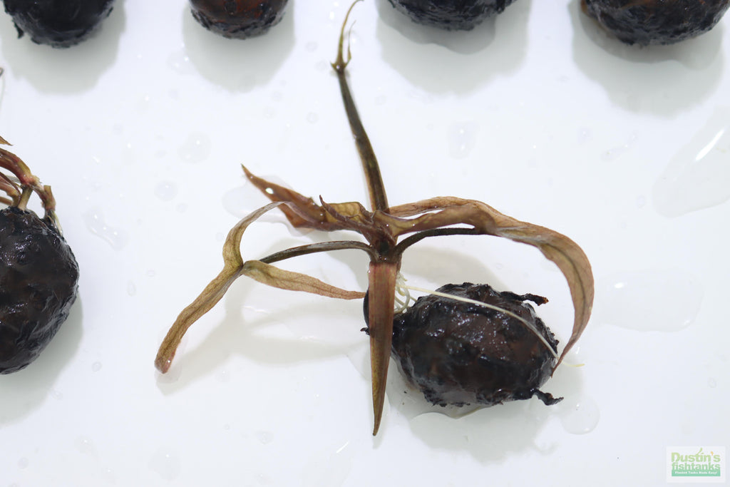 Live Red Tiger Lotus Aquarium Plant product image 24
