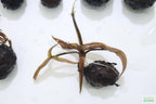 Live Red Tiger Lotus Aquarium Plant product image 24