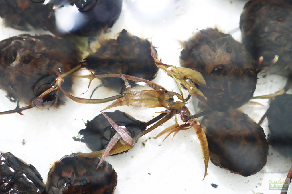 Live Red Tiger Lotus Aquarium Plant product image 25