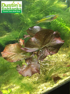 Red Tiger Lotus for sale on Dustin's Fishtanks