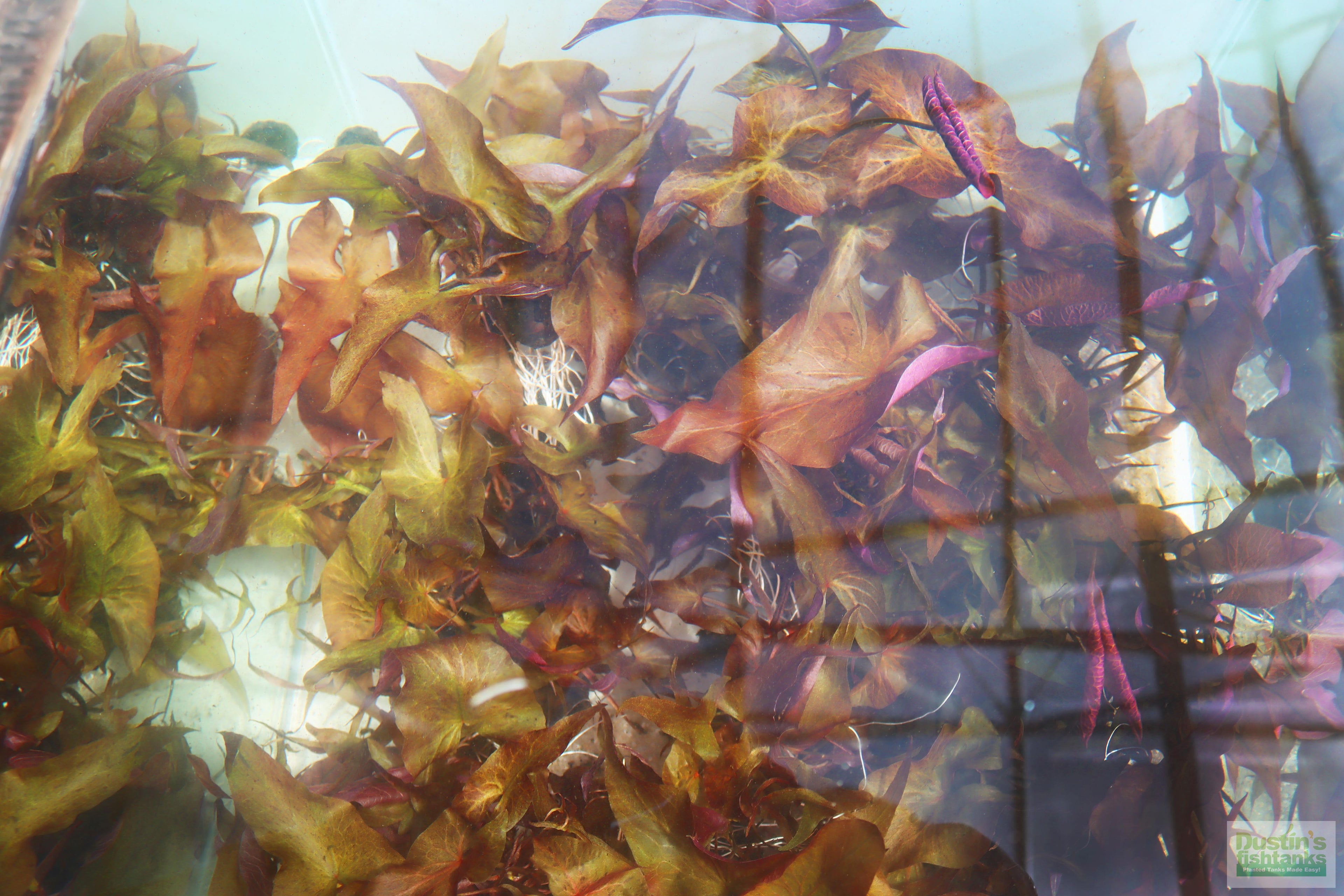 Live Red Tiger Lotus Aquarium Plant product image 27