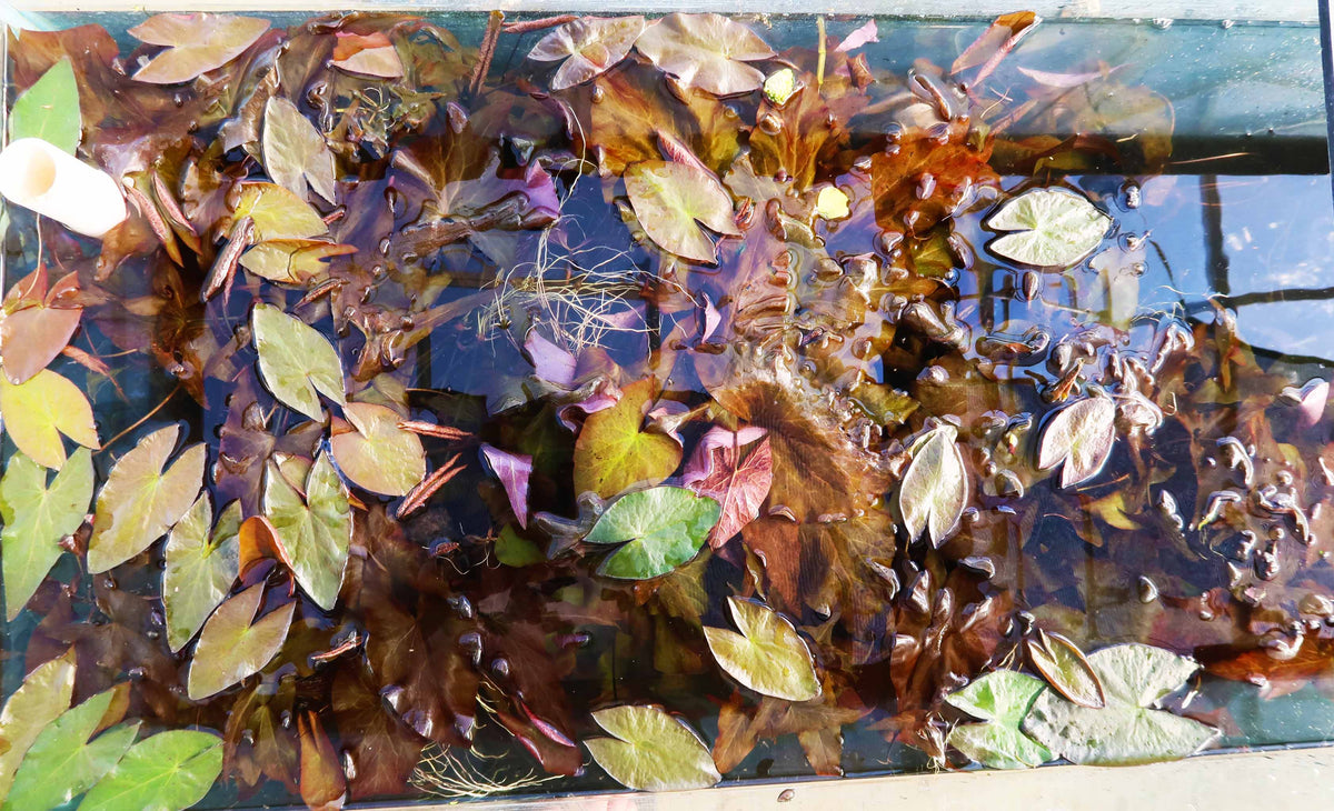 Live Red Tiger Lotus Aquarium Plant product image 30