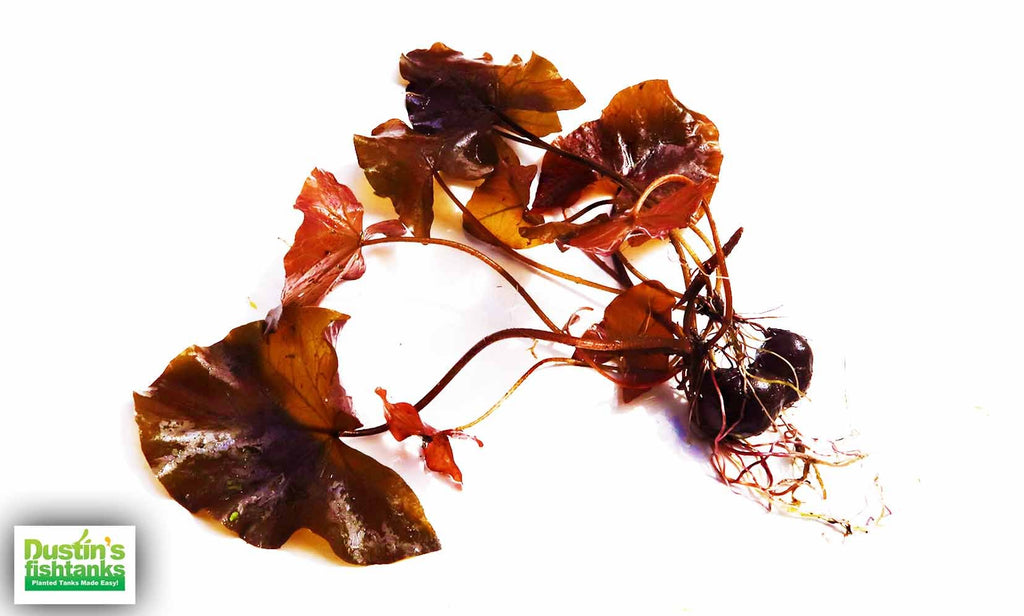 Live Red Tiger Lotus Aquarium Plant product image 32