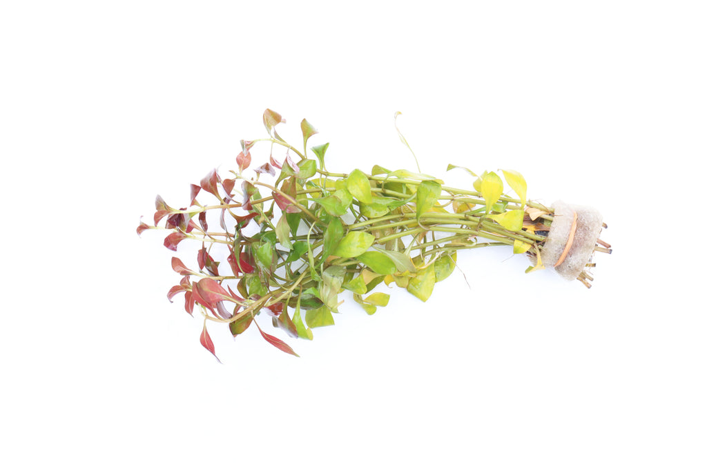 Ludwigia Repens_Absolutely Stunning Aquarium plant for sale