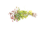 Ludwigia Repens_Absolutely Stunning Aquarium plant for sale