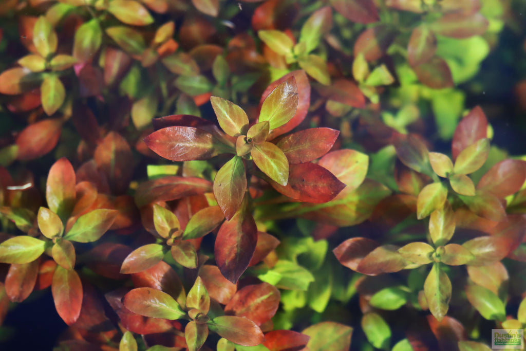 Live Ludwigia Repens Aquarium Stem Plant product image 8