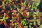 Live Ludwigia Repens Aquarium Stem Plant product image 8