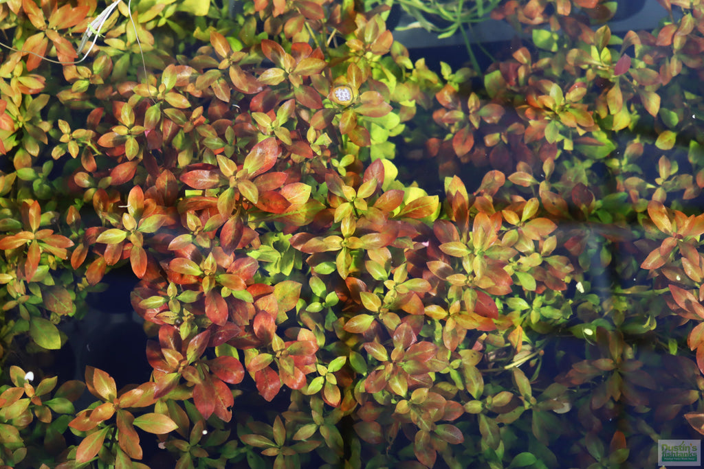 Live Ludwigia Repens Aquarium Stem Plant product image 9