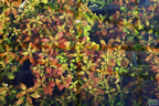 Live Ludwigia Repens Aquarium Stem Plant product image 9