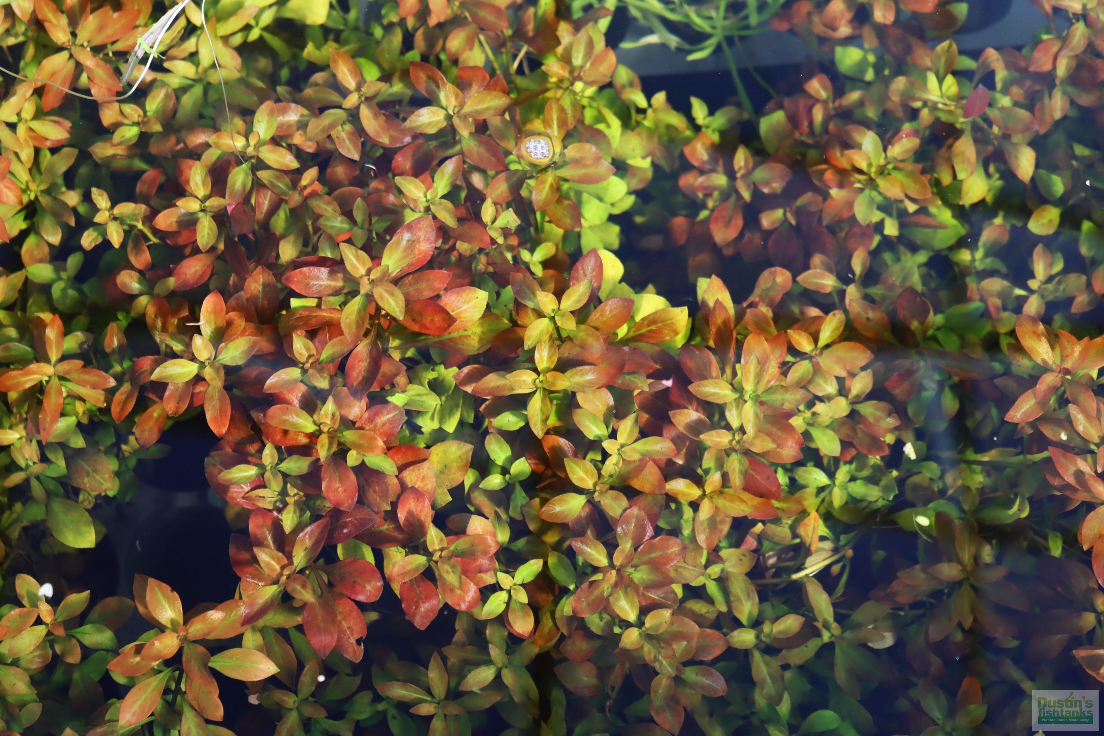 Live Ludwigia Repens Aquarium Stem Plant product image 9