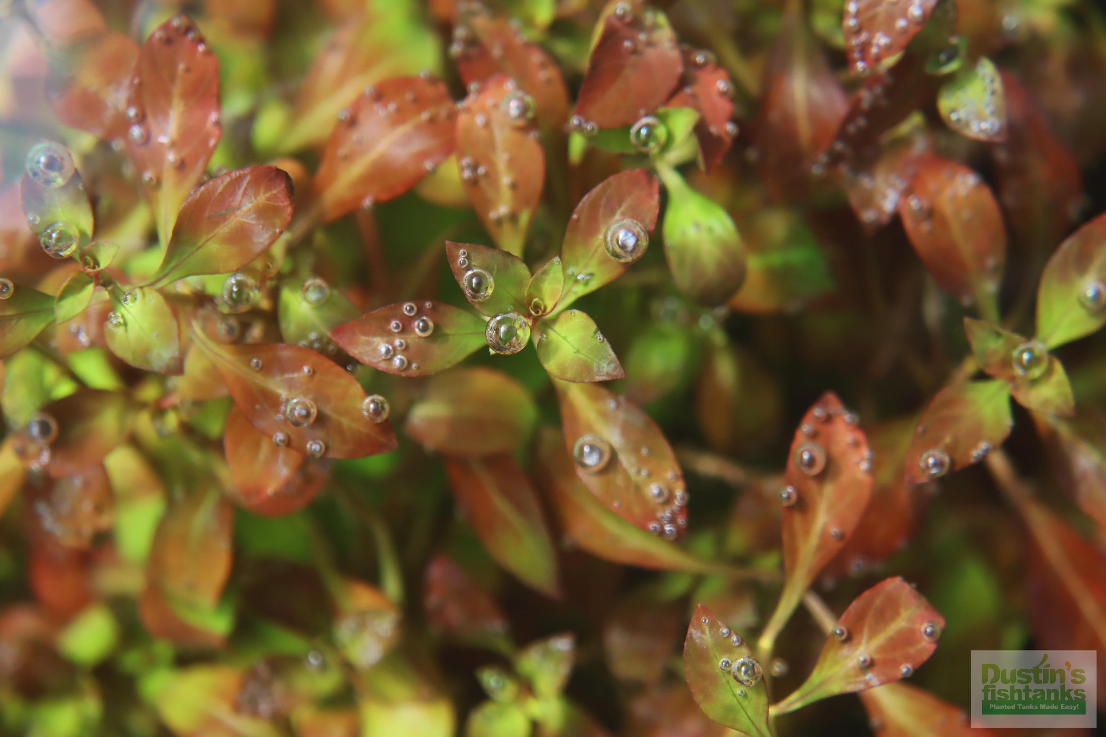 Live Ludwigia Repens Aquarium Stem Plant product image 10