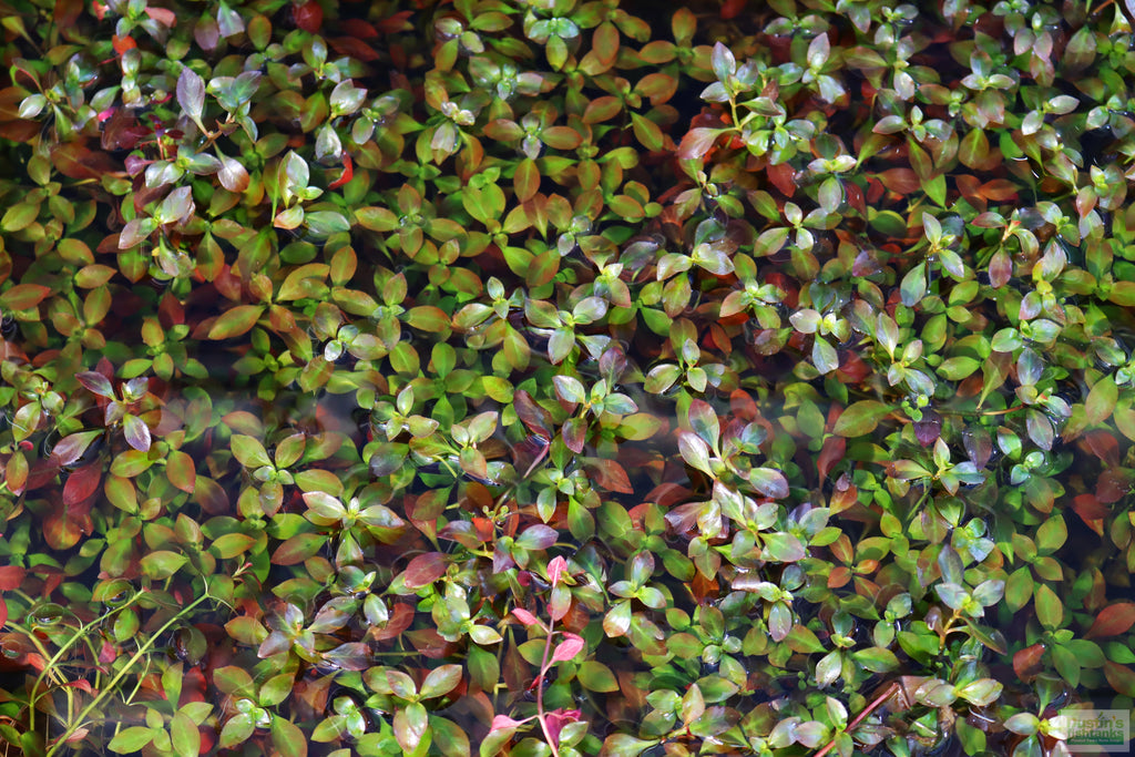 Live Ludwigia Repens Aquarium Stem Plant product image 11