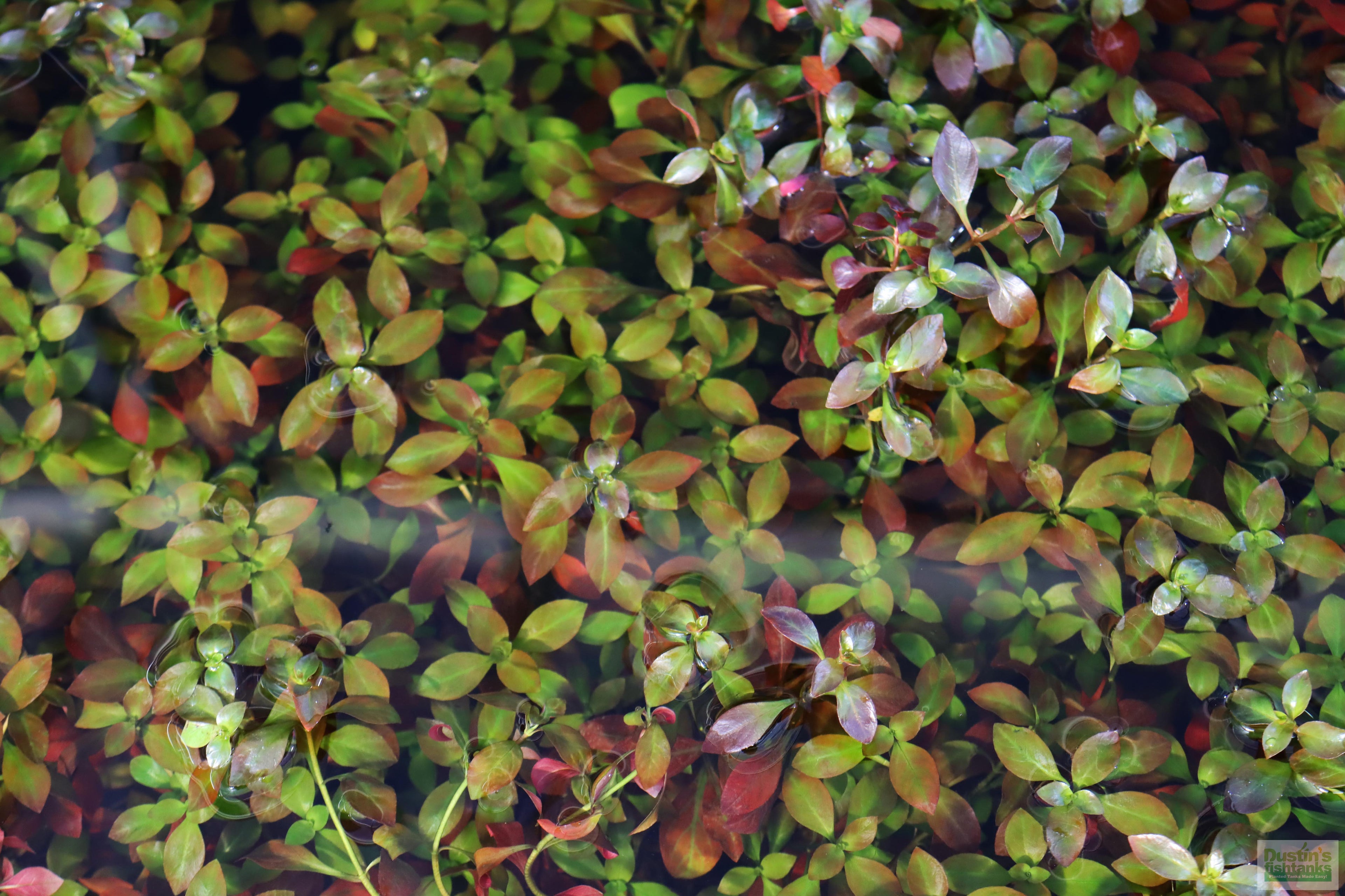 Live Ludwigia Repens Aquarium Stem Plant product image 12