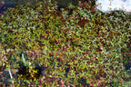 Live Ludwigia Repens Aquarium Stem Plant product image 13
