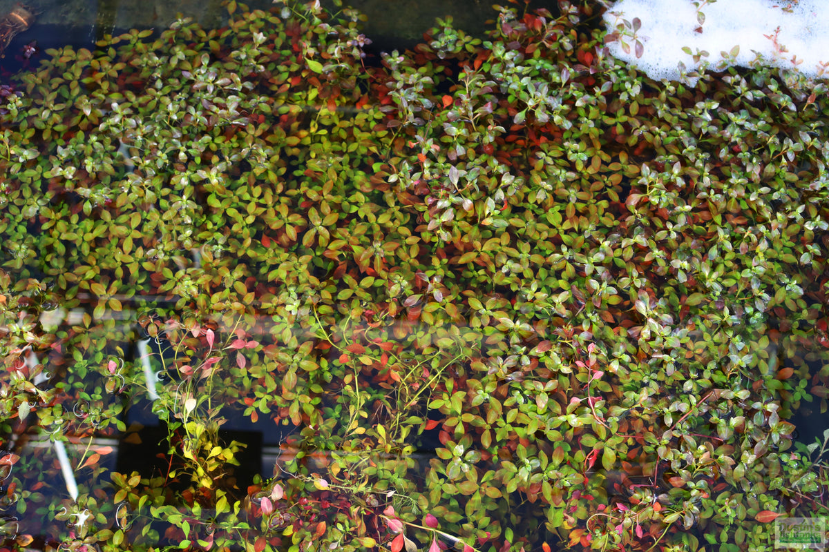 Live Ludwigia Repens Aquarium Stem Plant product image 13