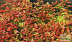 Live Ludwigia Repens Aquarium Stem Plant product image 14