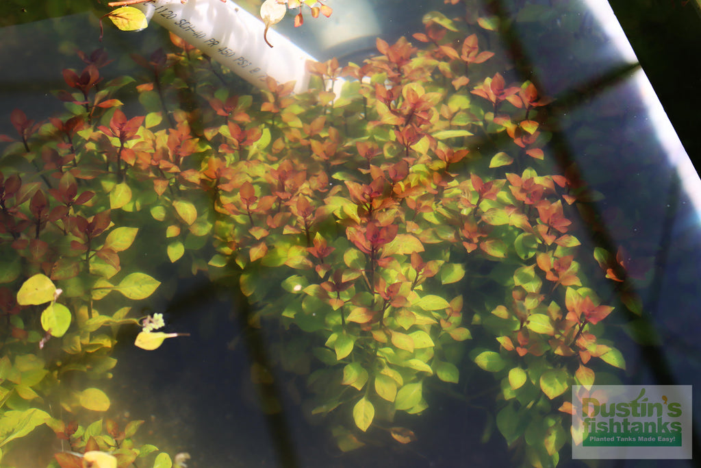 Live Ludwigia Repens Aquarium Stem Plant product image 15