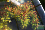 Live Ludwigia Repens Aquarium Stem Plant product image 15