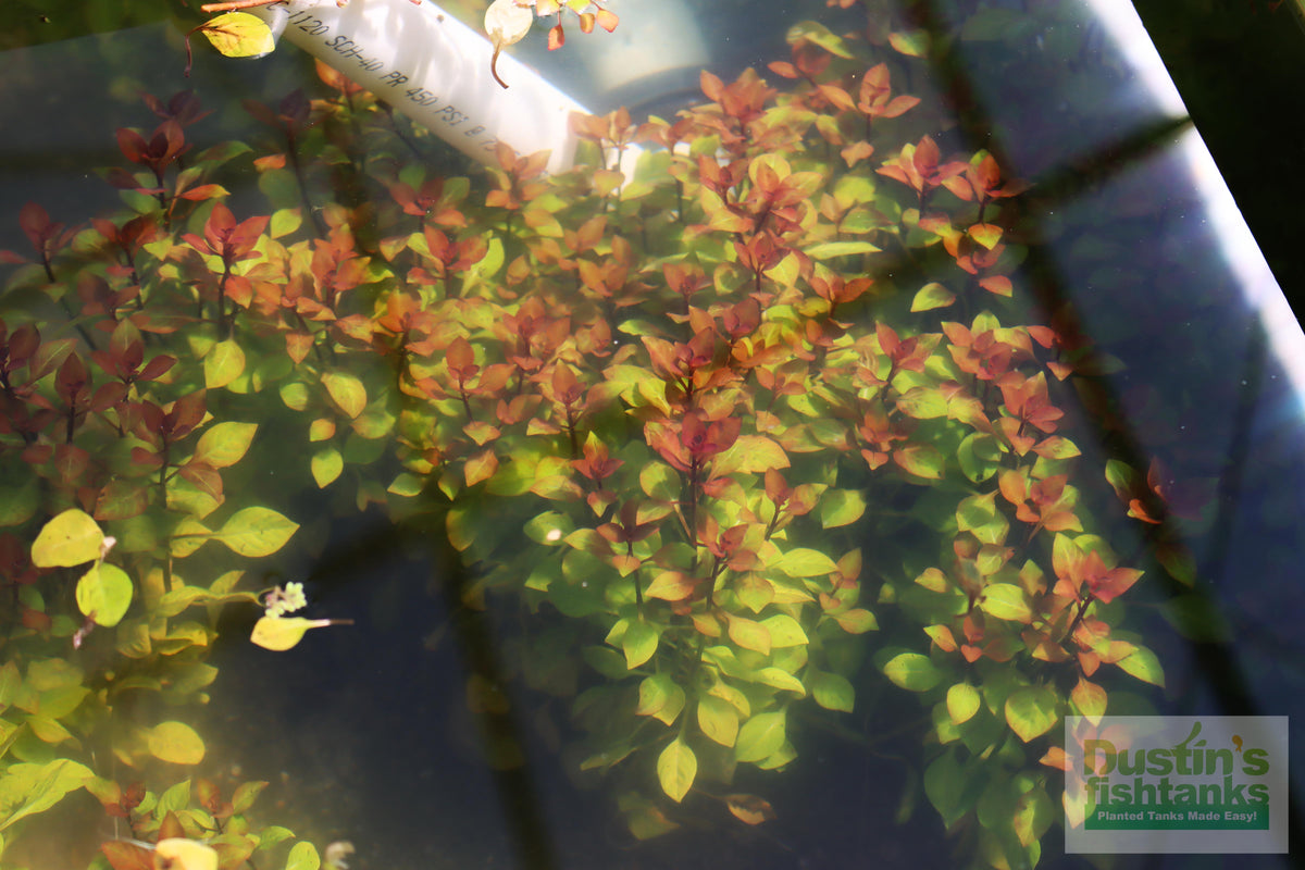 Live Ludwigia Repens Aquarium Stem Plant product image 15