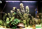 Ludwigia Repens at Steves house