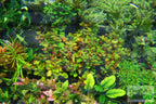 Live Ludwigia Repens Aquarium Stem Plant product image 17