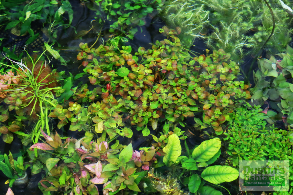 Live Ludwigia Repens Aquarium Stem Plant product image 18
