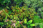 Live Ludwigia Repens Aquarium Stem Plant product image 18