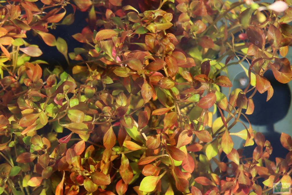 Live Ludwigia Repens Aquarium Stem Plant product image 19