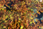 Live Ludwigia Repens Aquarium Stem Plant product image 19