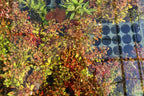 Live Ludwigia Repens Aquarium Stem Plant product image 20