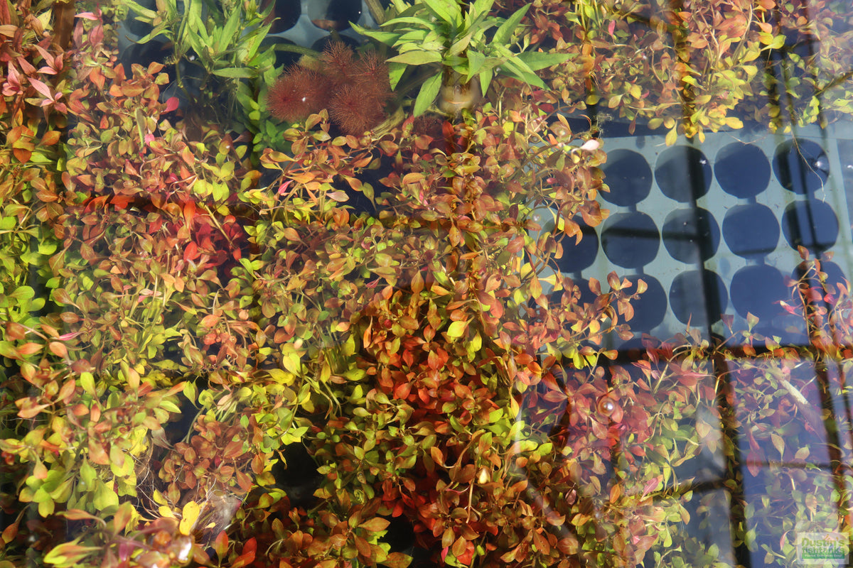 Live Ludwigia Repens Aquarium Stem Plant product image 20