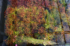 Live Ludwigia Repens Aquarium Stem Plant product image 21