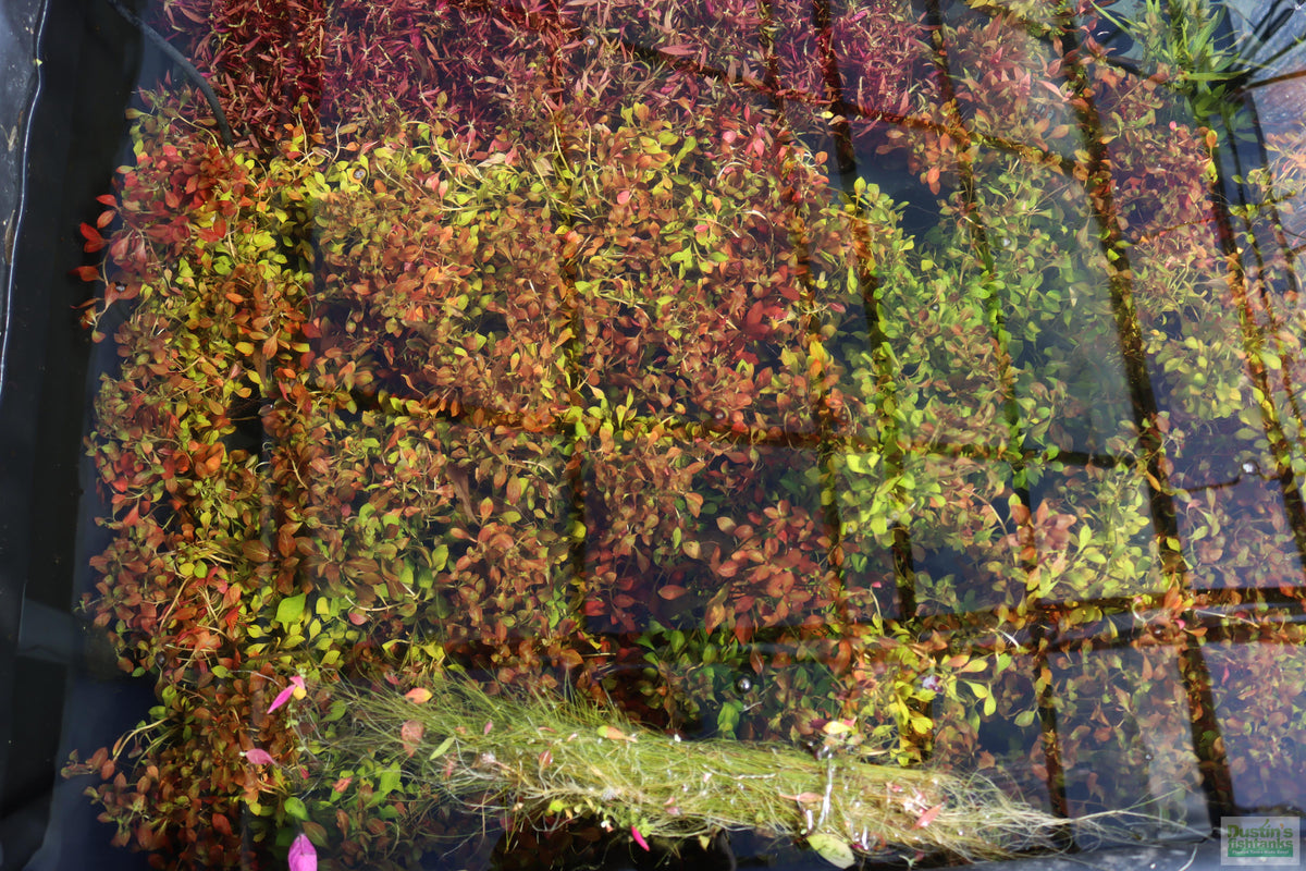 Live Ludwigia Repens Aquarium Stem Plant product image 21