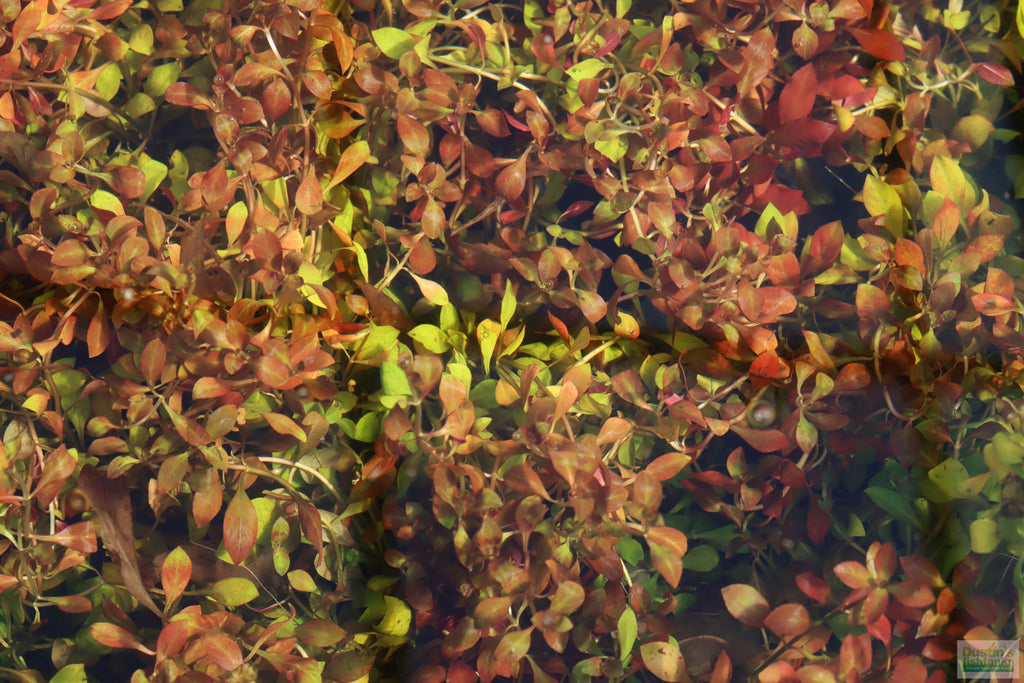 Live Ludwigia Repens Aquarium Stem Plant product image 22