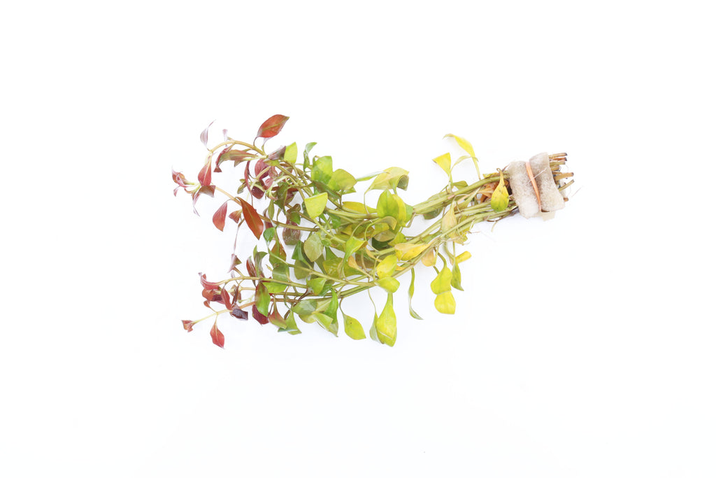 Live Ludwigia Repens Aquarium Stem Plant product image 23
