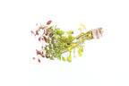 Live Ludwigia Repens Aquarium Stem Plant product image 23