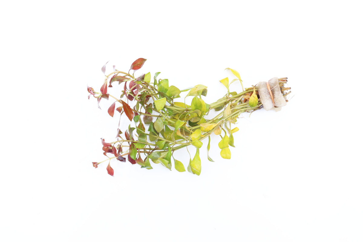 Live Ludwigia Repens Aquarium Stem Plant product image 23