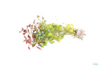 Live Ludwigia Repens Aquarium Stem Plant product image 24