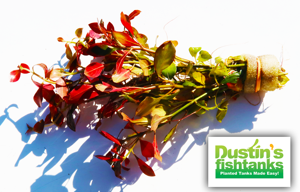 Live Ludwigia Repens Aquarium Stem Plant, Default Title