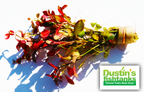 Live Ludwigia Repens Aquarium Stem Plant, Default Title