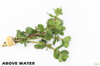 Water Wisteria_ABOVE WATER