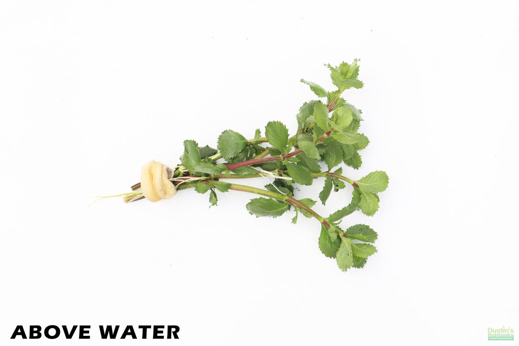 Water Wisteria_ABOVE WATER