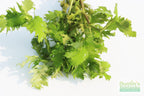 Water Wisteria The Hardiest Hygrophila_Hygrophila Difformis_Aquarium Plant_Aquarium Plants_Aquarium Plant For Sale