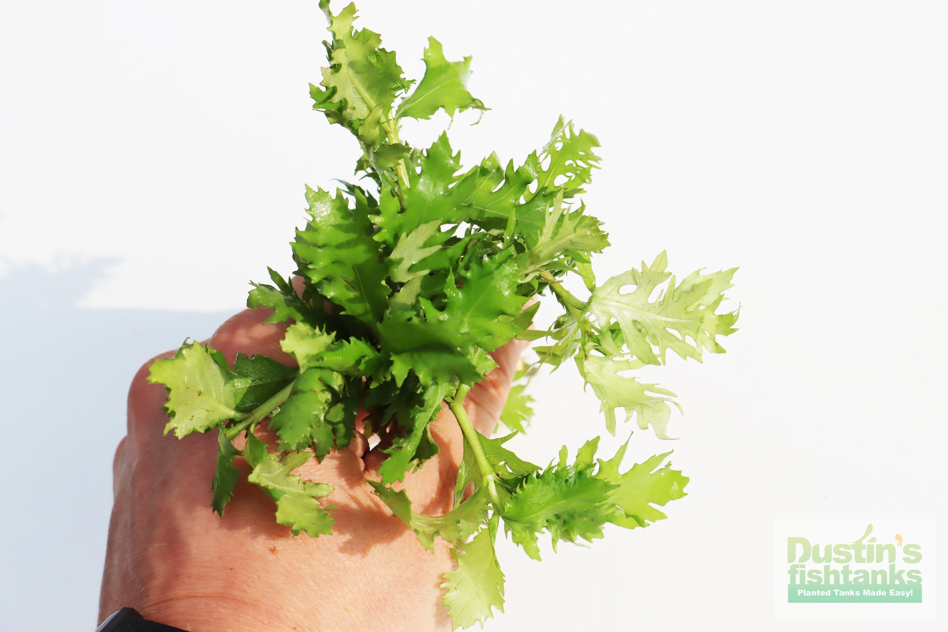Water Wisteria The Hardiest Hygrophila_Hygrophila Difformis_Aquarium Plant_Aquarium Plants_Aquarium Plant For Sale
