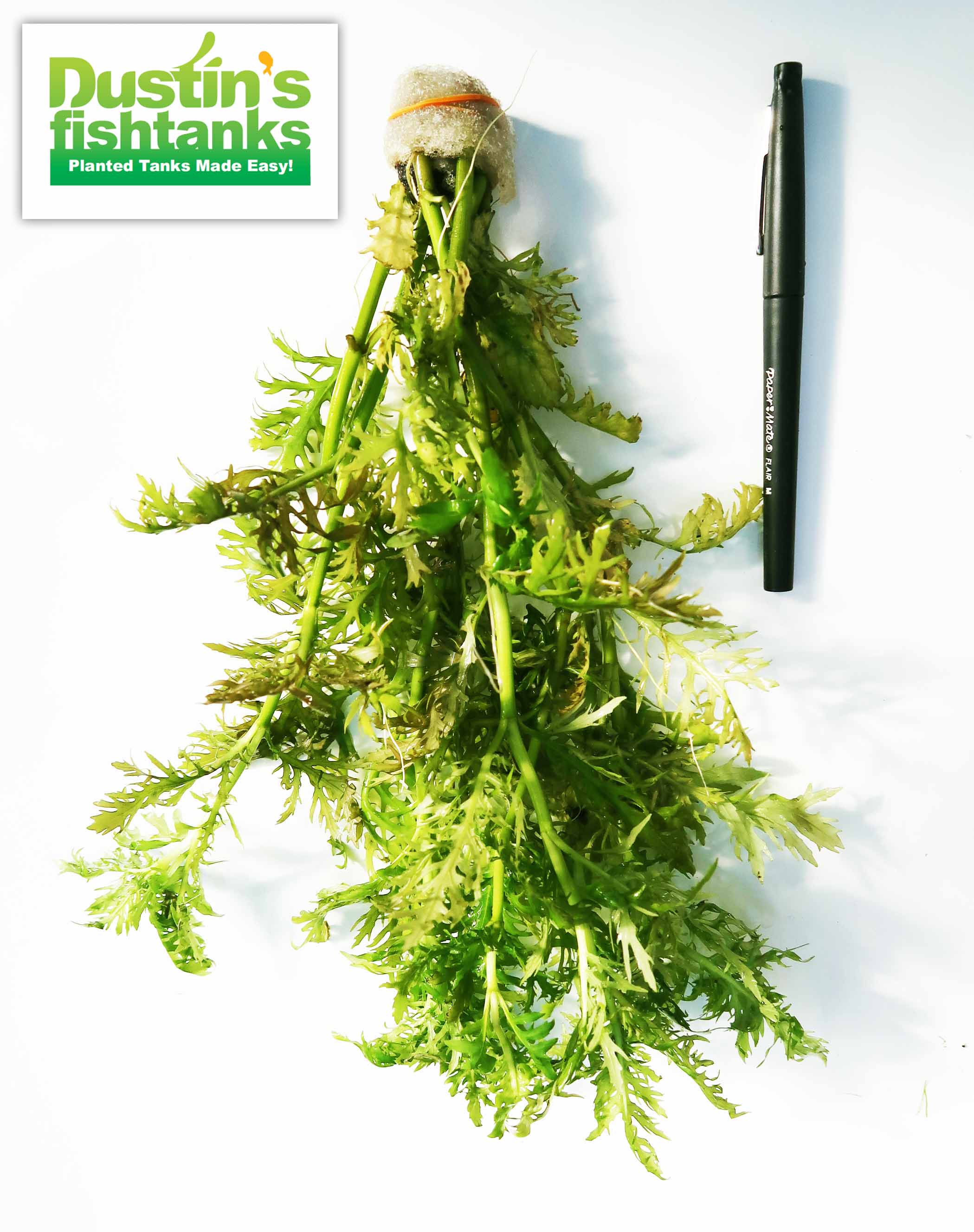 Water Wisteria The Hardiest Hygrophila_Hygrophila Difformis_Aquarium Plant_Aquarium Plants_Aquarium Plant For Sale